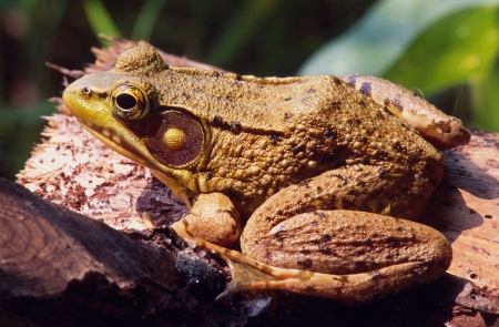 Portrait of an eastern frog resting on a logの写真素材
