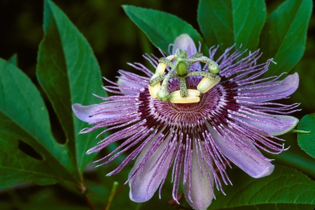 Purple Passion Flower in full bloomの写真素材