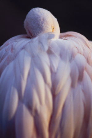 Pink Flamingo with head tucked under wing restingの写真素材