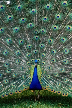Peacock displaying full tail spred colorsの写真素材