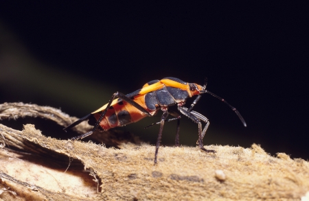 Portrait of a Large Milkweed Bug