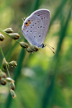 Gray Hirstreak Butterfly perched on a stemの写真素材