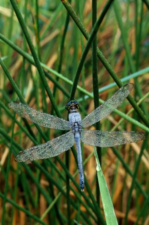 A blue dragonfly covered with dew on grassy stalksの写真素材