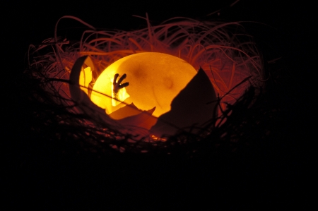 A nest of a weird alien creature with a hatching egg glowingの写真素材