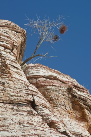 A lone tree growing in solid rockの写真素材