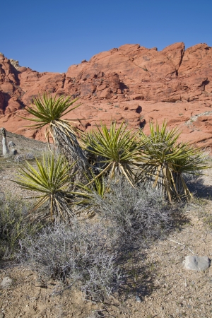 Mojave Yucca  Yucca schidigera  growing in Red Rock Canyon, Nevadaの写真素材