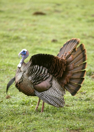 A Wild Tom Turkey (Meleagris gallopavo), spreading his tail to attract a henの写真素材