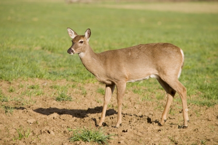 A White Tailed Deer (Odocoileus virginianus) in a fieldの写真素材