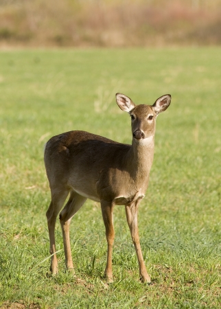 A White Tailed Deer (Odocoileus virginianus) in a fieldの写真素材