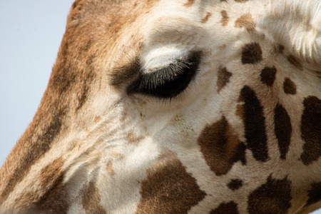 Extreme close-up of a Giraffes face showing huge eye lashesの写真素材
