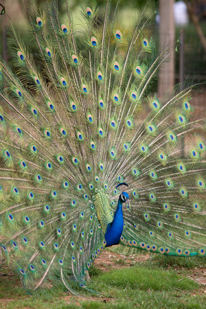 Peacock displaying full tail spred colorsの写真素材