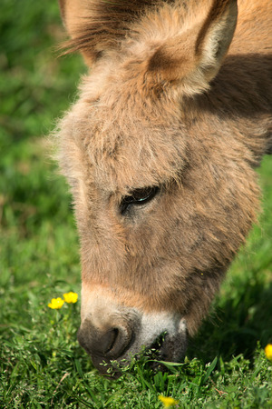 Close-up of a burro's head while grazingの写真素材