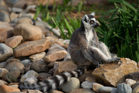 A Ring Tailed Lemur sitting on rocksの写真素材