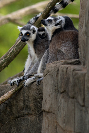 Family of Ring Tailed Lemursの写真素材