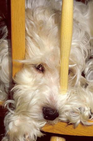 A furry white dog sitting in a wooden chair with face poking through back barsの写真素材