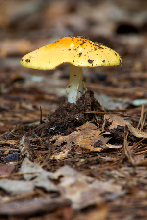 Yellow Patched Mushroom Amanita flavoconiaの写真素材