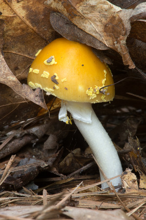 Yellow Patched Mushroom Amanita flavoconia pushing up leavesの写真素材