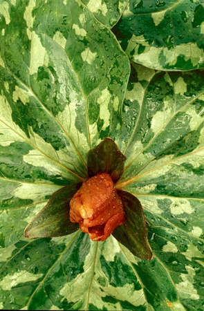 Close-Up of Trillium Flower (Trillium sessile) with water dropletsの写真素材
