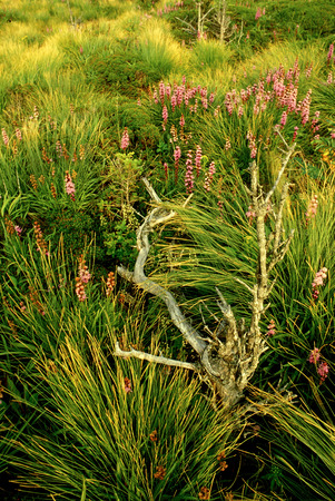 Field with pink flowers and driftwood from Grandfather Mountain, NCの写真素材