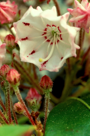 Mountain Laurel Blossom (Kalmia latifolia)の写真素材