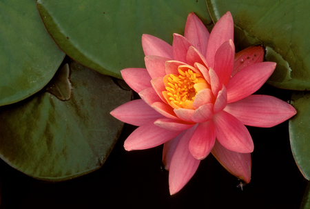 Water Lilly blossom and greenery, Nymphaeaceaeの写真素材