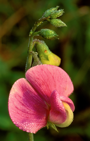 Close up of Sweet Pea Blossom (Lathyrus odoratus)の写真素材