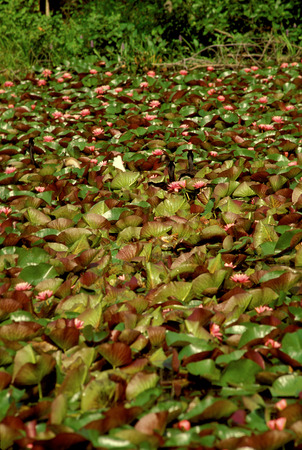 Large collection of water lillies on pondの写真素材
