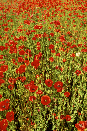 Field of colorful red Poppiesの写真素材