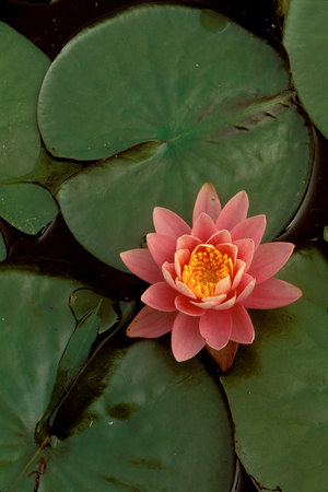 Water Lilly blossom and greenery, Nymphaeaceaeの写真素材