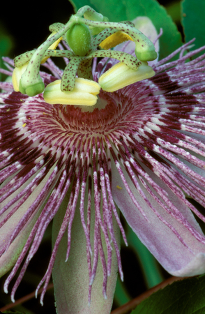 Extreme close-up of a Passion Flowerの写真素材
