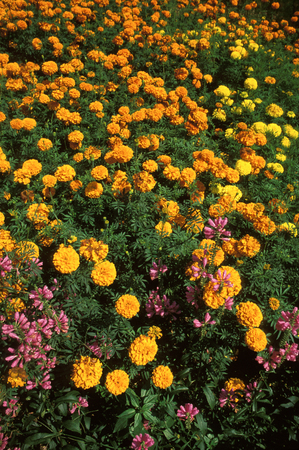 Group of marigold flowersの写真素材