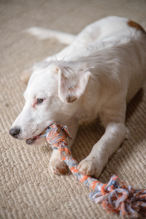 White terrier mixed-breed puppy playing with chew toyの写真素材