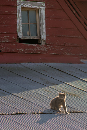 Cat on a tin roof of a red barnの写真素材