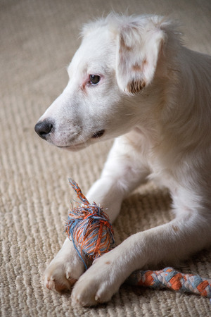 White terrier mixed-breed puppy playing with chew toyの写真素材