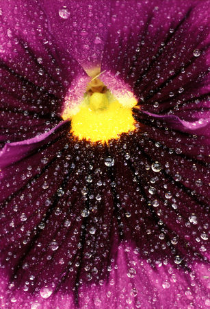 Center of pansy - extreme close-upの写真素材