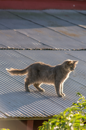 Cat on a tin roof of a red barnの写真素材