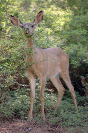 Mule Deer in Yosemite National Parkの写真素材