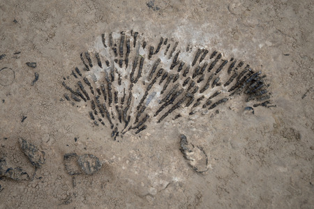 Fossil at Falls On The Ohio State Parkの写真素材