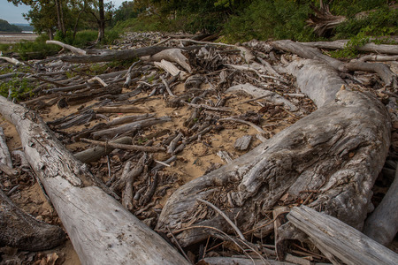 Driftwood at Falls On The Ohio State Parkの写真素材