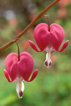 Pair of Bleeding Heat flowersの写真素材
