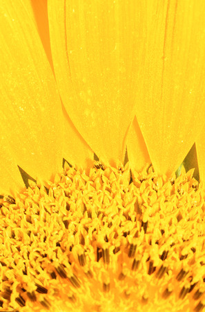 Extreme close-up of center of large yellow flowerの写真素材