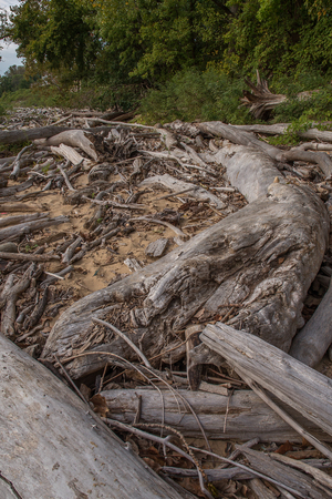 Driftwood at Falls On The Ohio State Parkの写真素材