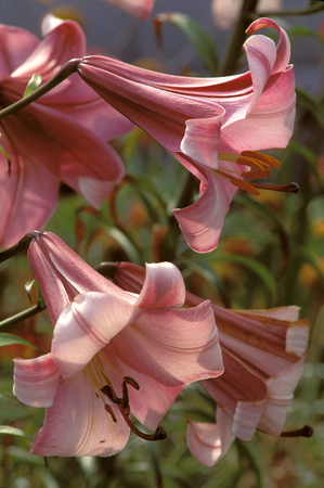 Pair of Pink trumpet flowersの写真素材