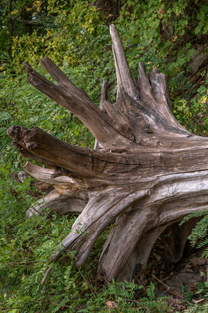 Driftwood at Falls On The Ohio State Parkの写真素材