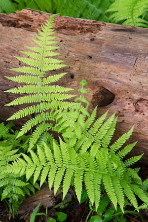 Cinnamon Ferns and Log with fresh rain dropsの写真素材