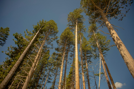 Low angle of evergreen treesの写真素材
