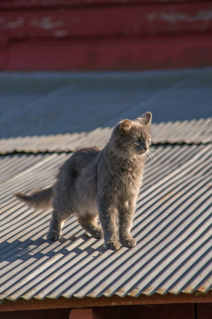 Cat on a tin roof of a red barnの写真素材