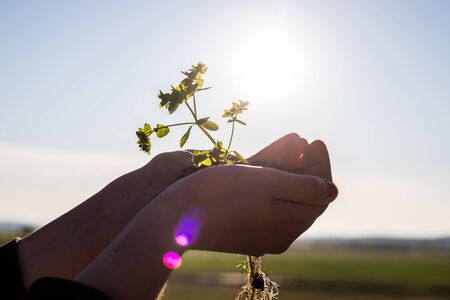 two hands holding a plant outdoor