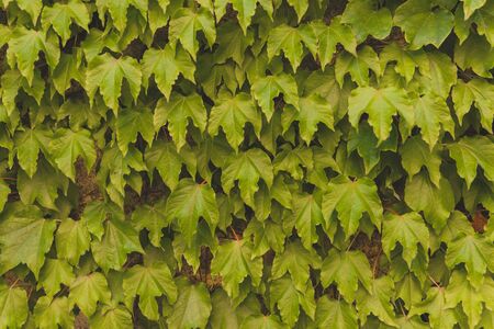 green and yellow leaves background