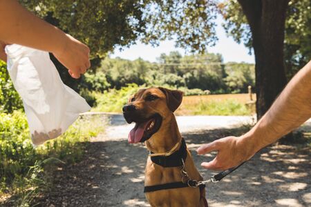 people feeding a dog outdoors